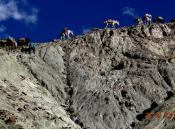 Ladakh Trekking