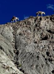 Ladakh Trekking