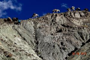 Ladakh Trekking