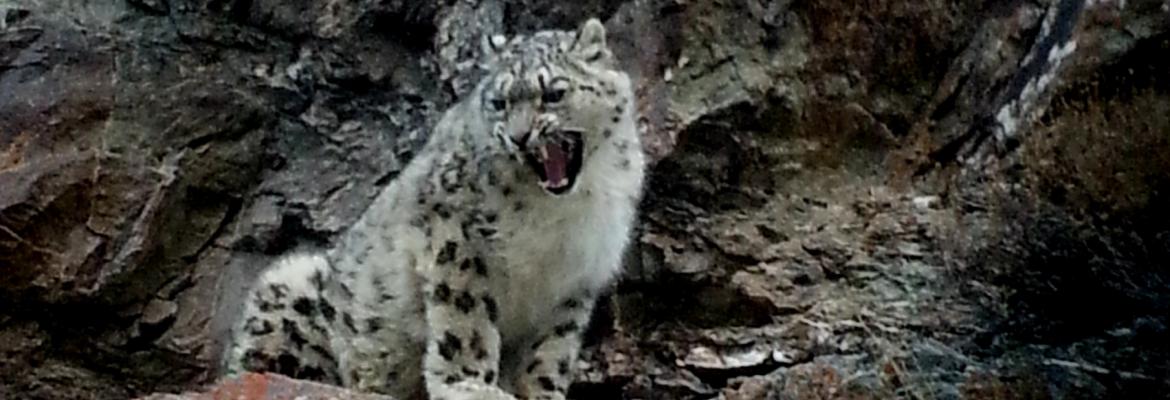 Snow Leopard sightng Himalaya