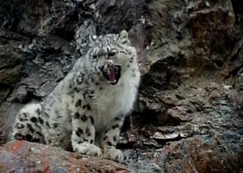 Snow Leopard sightng Himalaya