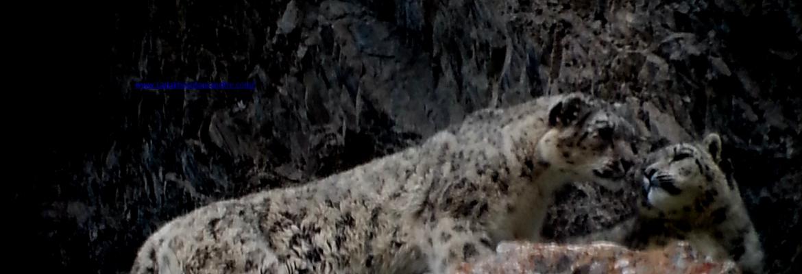 Snow leopard sighting Himalaya